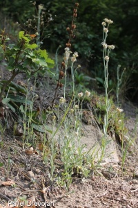 Pseudognaphalium luteoalbum – protěž žlutobílá, protnice žlutobílá