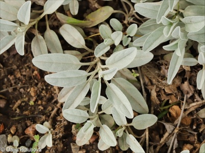 Veronica incana subsp. incana – rozrazil šedivý pravý
