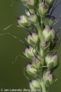 Veronica longifolia subsp. longifolia
