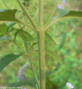 Veronica longifolia subsp. longifolia