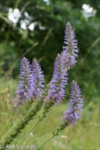 Veronica orchidea – rozrazil vstavačovitý