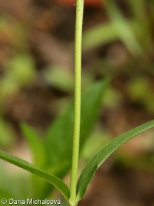 Veronica orchidea – rozrazil vstavačovitý