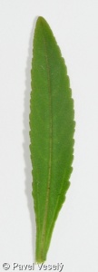 Veronica spicata subsp. spicata – rozrazil klasnatý pravý