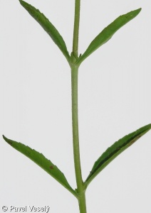 Veronica spicata subsp. spicata – rozrazil klasnatý pravý