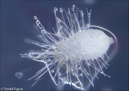 Pseudorchis albida &ndash; běloprstka bělavá