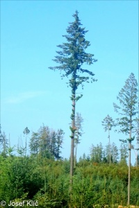 Pseudotsuga menziesii – douglaska tisolistá