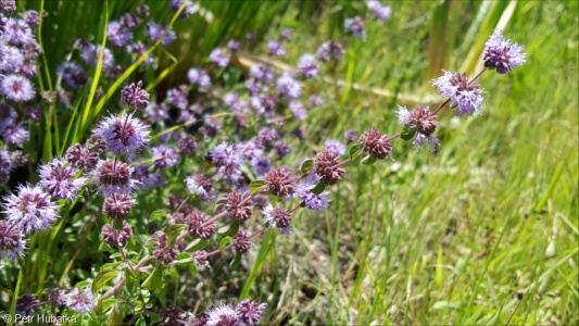 Pulegium vulgare – polej obecná