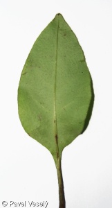 Pulmonaria officinalis agg. – okruh plicníku lékařského