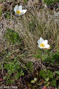 Pulsatilla alpina subsp. alba – koniklec alpinský bílý