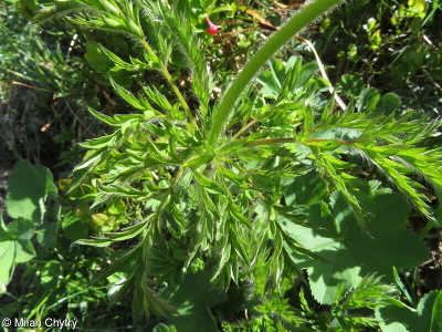 Pulsatilla alpina subsp. millefoliata