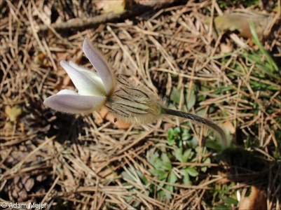 Pulsatilla vernalis var. vernalis – koniklec jarní pravý