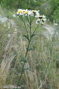Tanacetum corymbosum &ndash; řimbaba chocholičnatá