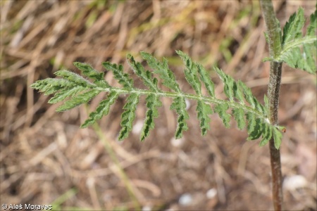 Tanacetum corymbosum &ndash; řimbaba chocholičnatá