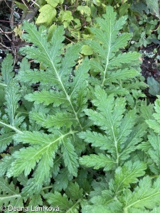 Tanacetum macrophyllum – řimbaba velkolistá