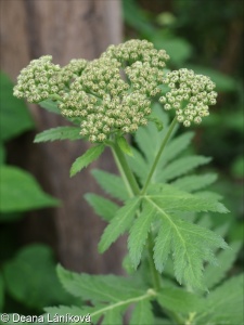 Tanacetum macrophyllum – řimbaba velkolistá