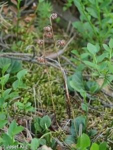 Pyrola chlorantha – hruštička zelenokvětá