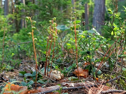 Pyrola chlorantha – hruštička zelenokvětá