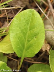 Pyrola rotundifolia subsp. rotundifolia – hruštička okrouhlolistá pravá
