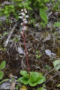 Pyrola rotundifolia – hruštička okrouhlolistá