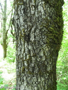 Quercus frainetto – dub balkánský, dub uherský