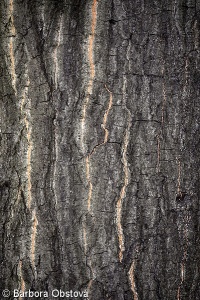 Quercus palustris – dub bažinný