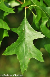 Quercus palustris – dub bažinný