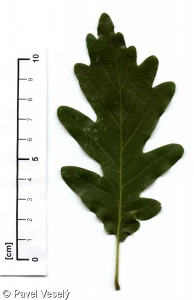 Quercus petraea aggr.