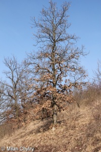Quercus petraea agg. – okruh dubu zimního