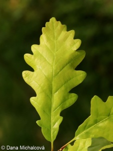 Quercus petraea agg. – okruh dubu zimního