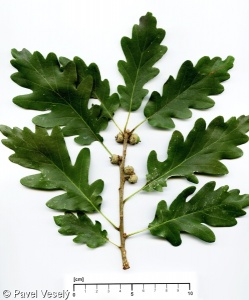 Quercus petraea – dub zimní (drnák)