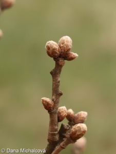 Quercus pubescens – dub pýřitý, šipák