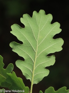 Quercus pubescens agg. – okruh dub pýřitého
