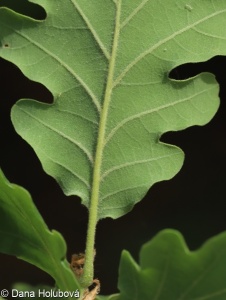Quercus pubescens agg. – okruh dub pýřitého