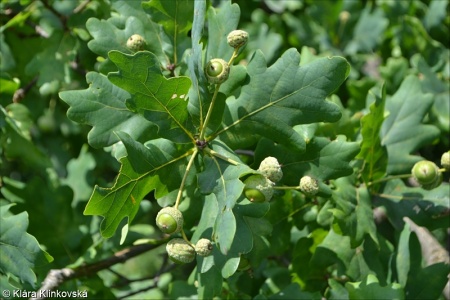 Quercus robur – dub letní (křemelák)
