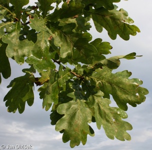 Quercus robur – dub letní (křemelák)