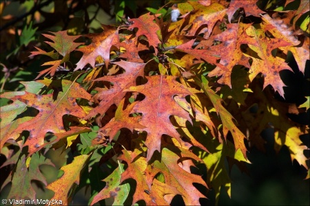 Quercus rubra &ndash; dub červený