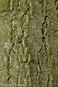 Quercus rubra &ndash; dub červený