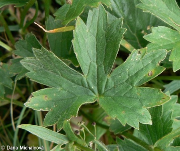 Ranunculus aconitifolius – pryskyřník omějolistý