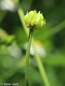 Ranunculus aconitifolius – pryskyřník omějolistý