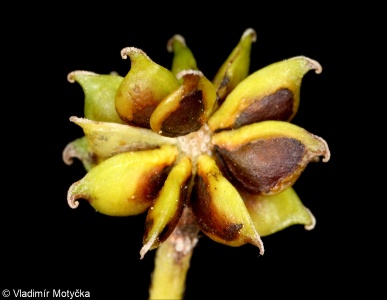 Ranunculus acris &ndash; pryskyřník prudký