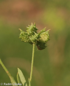 Ranunculus arvensis – pryskyřník rolní