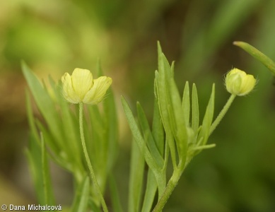 Ranunculus arvensis – pryskyřník rolní