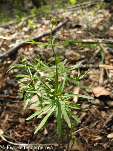 Ranunculus auricomus group s. l. – skupina pryskyřníku zlatožlutého s. l.
