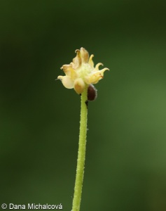 Ranunculus auricomus agg. – okruh pryskyřníku zlatožlutého