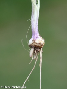Ranunculus bulbosus – pryskyřník hlíznatý