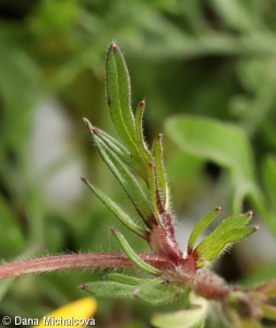 Ranunculus bulbosus – pryskyřník hlíznatý