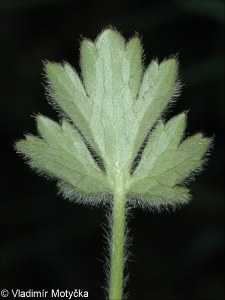 Ranunculus bulbosus &ndash; pryskyřník hlíznatý