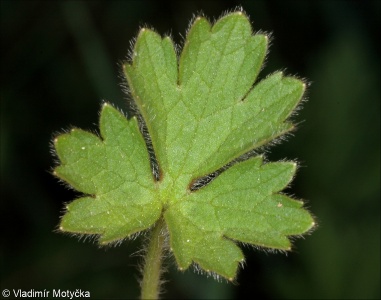 Ranunculus bulbosus &ndash; pryskyřník hlíznatý