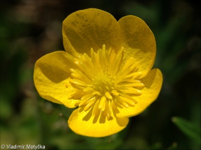 Ranunculus bulbosus &ndash; pryskyřník hlíznatý
