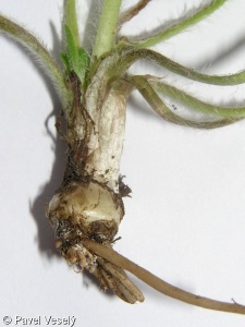 Ranunculus bulbosus